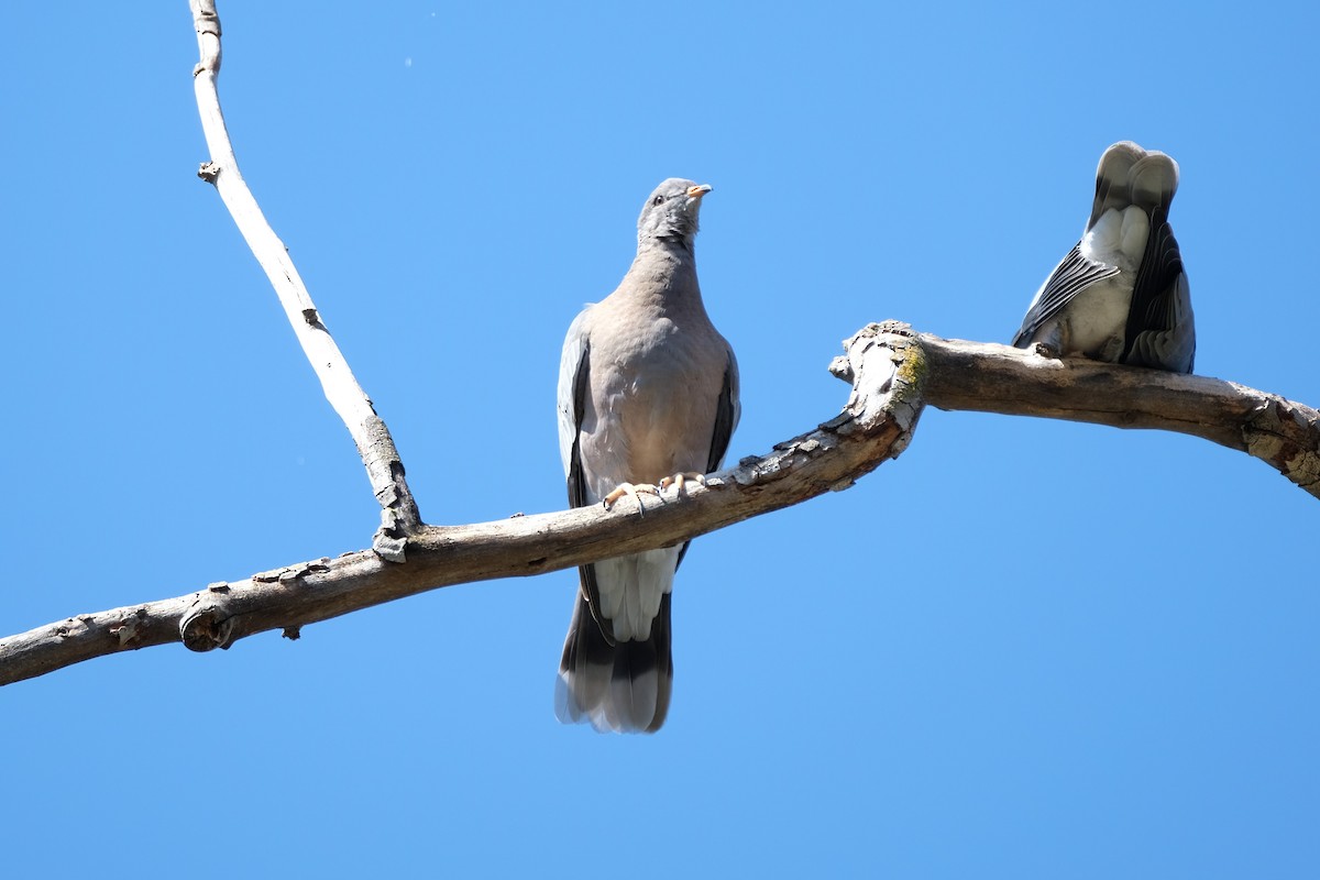 Band-tailed Pigeon - ML349583361
