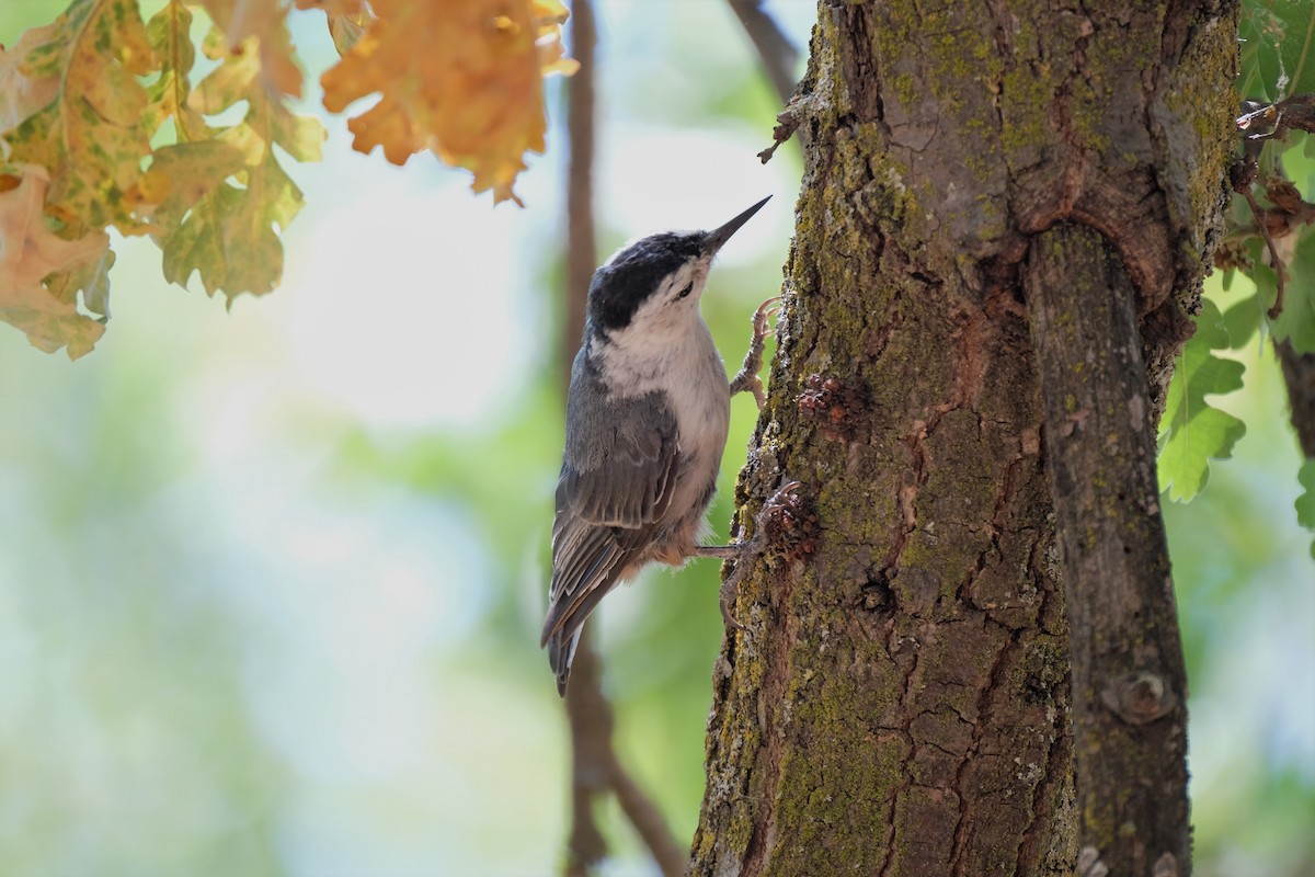 White-breasted Nuthatch - ML349583421
