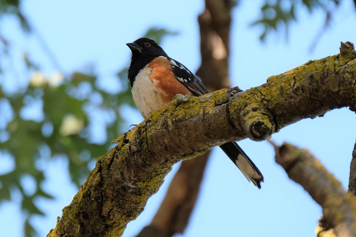 Spotted Towhee - ML349583571