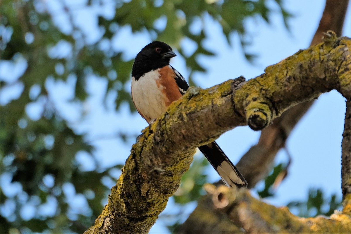 Spotted Towhee - ML349583581