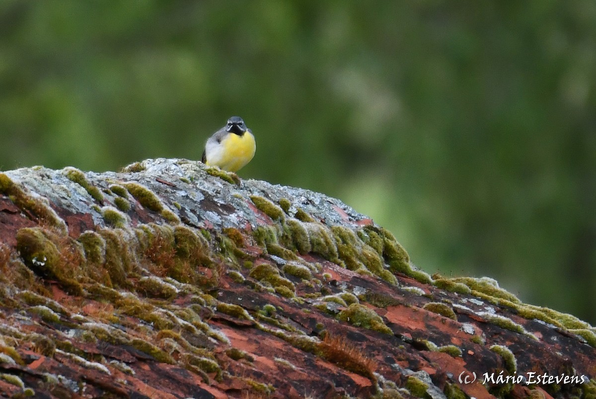 Gray Wagtail - ML349584651