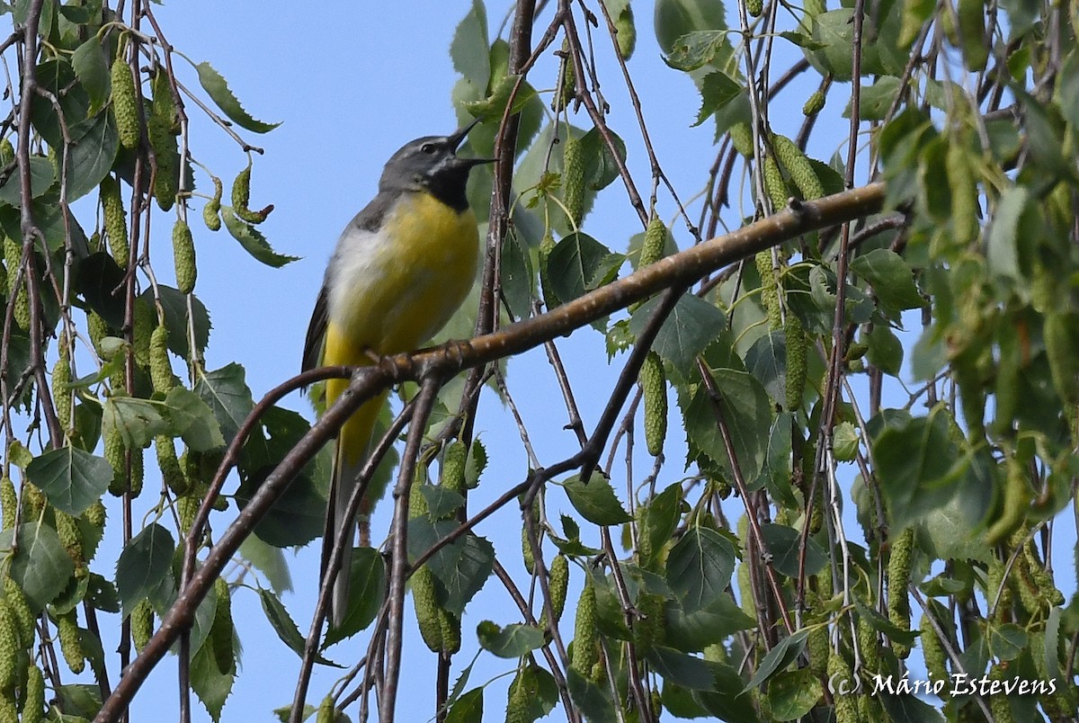 Gray Wagtail - ML349584661