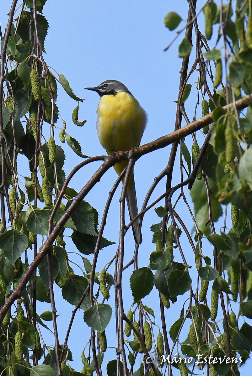 Gray Wagtail - ML349584671