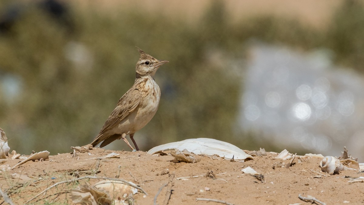 Crested Lark (Crested) - ML349585331