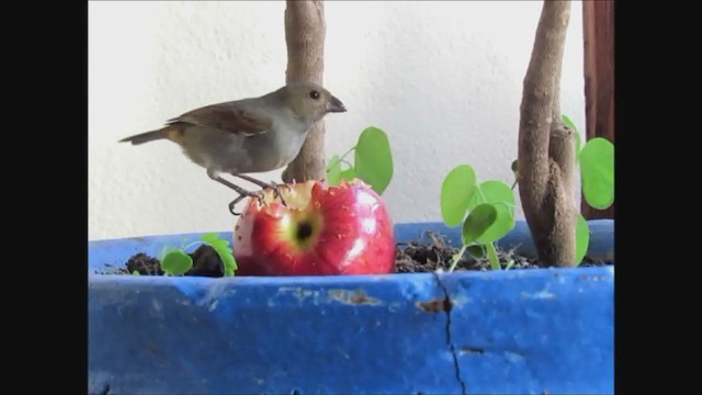 Lesser Antillean Bullfinch - ML349585611