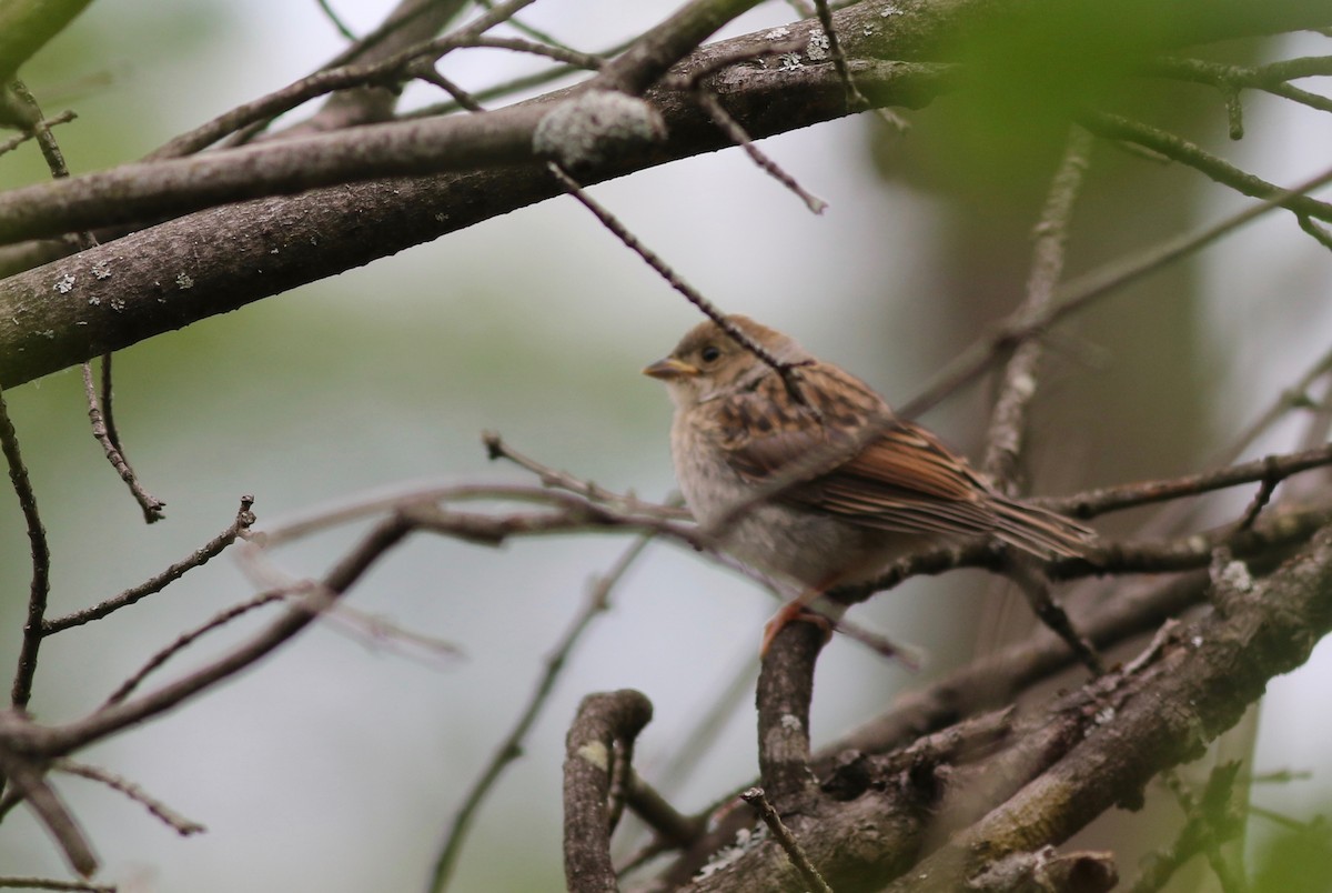 Field Sparrow - Shawn Billerman