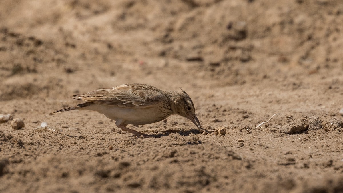 Crested Lark (Crested) - ML349585881