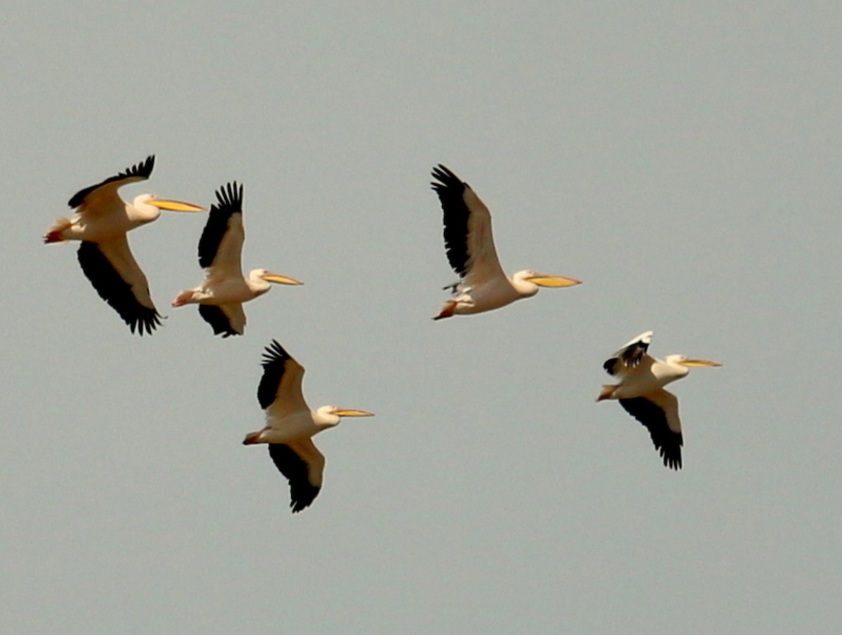Great White Pelican - Bedirhan Küpeli