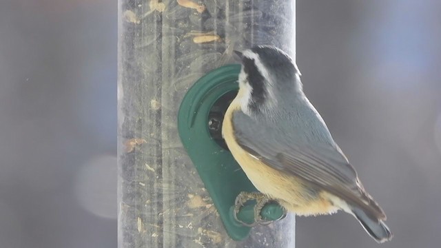 Red-breasted Nuthatch - ML349588141