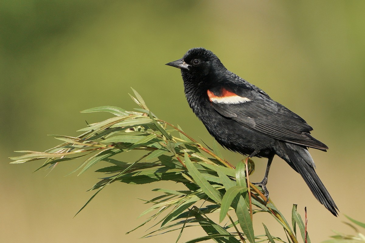 Red-winged Blackbird - ML349588291