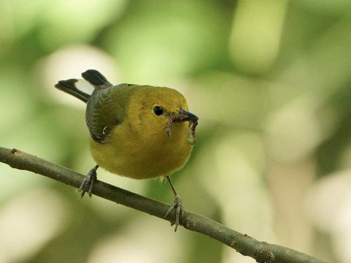 Prothonotary Warbler - ML349588521