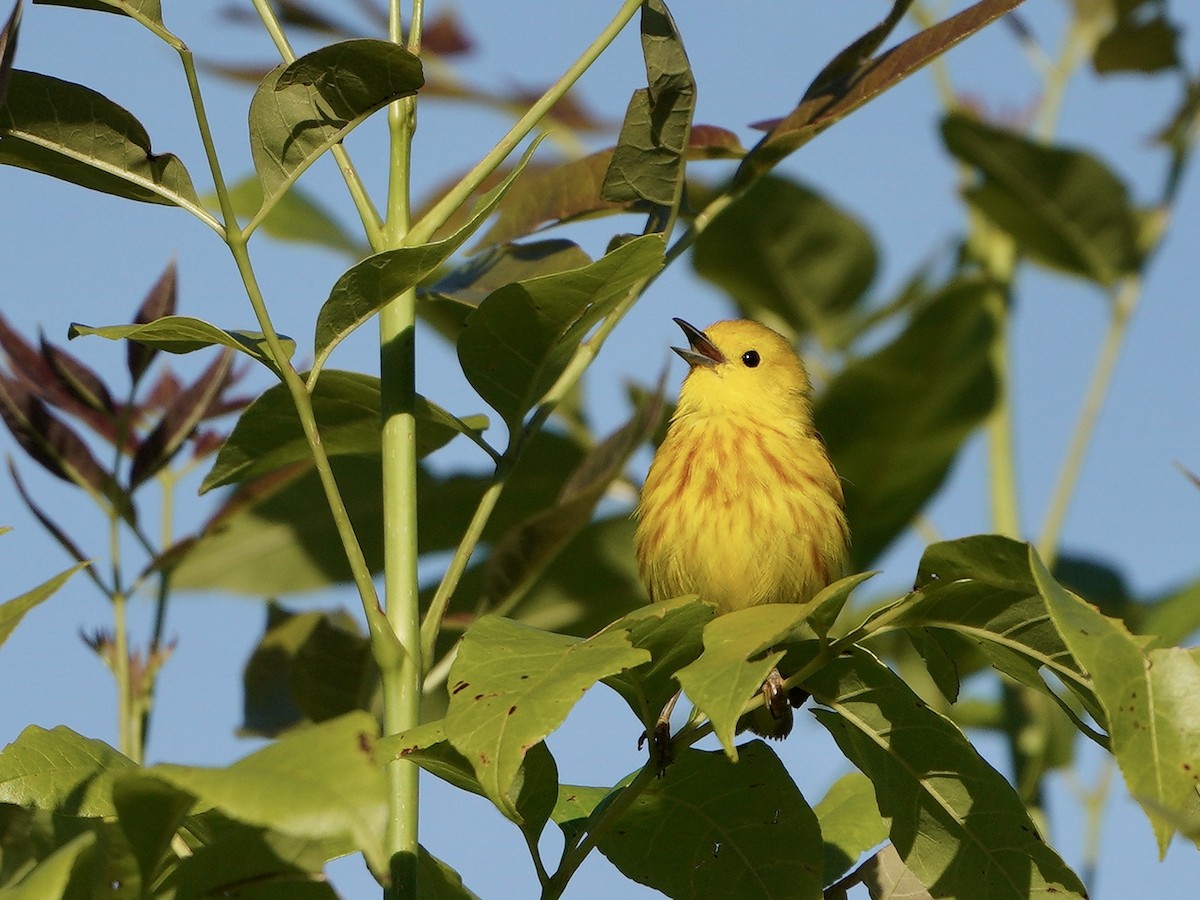 Yellow Warbler - ML349588791