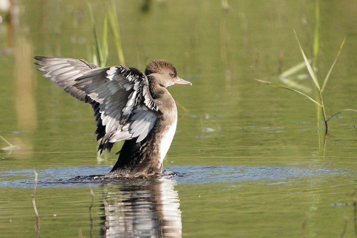 Hooded Merganser - ML349589241