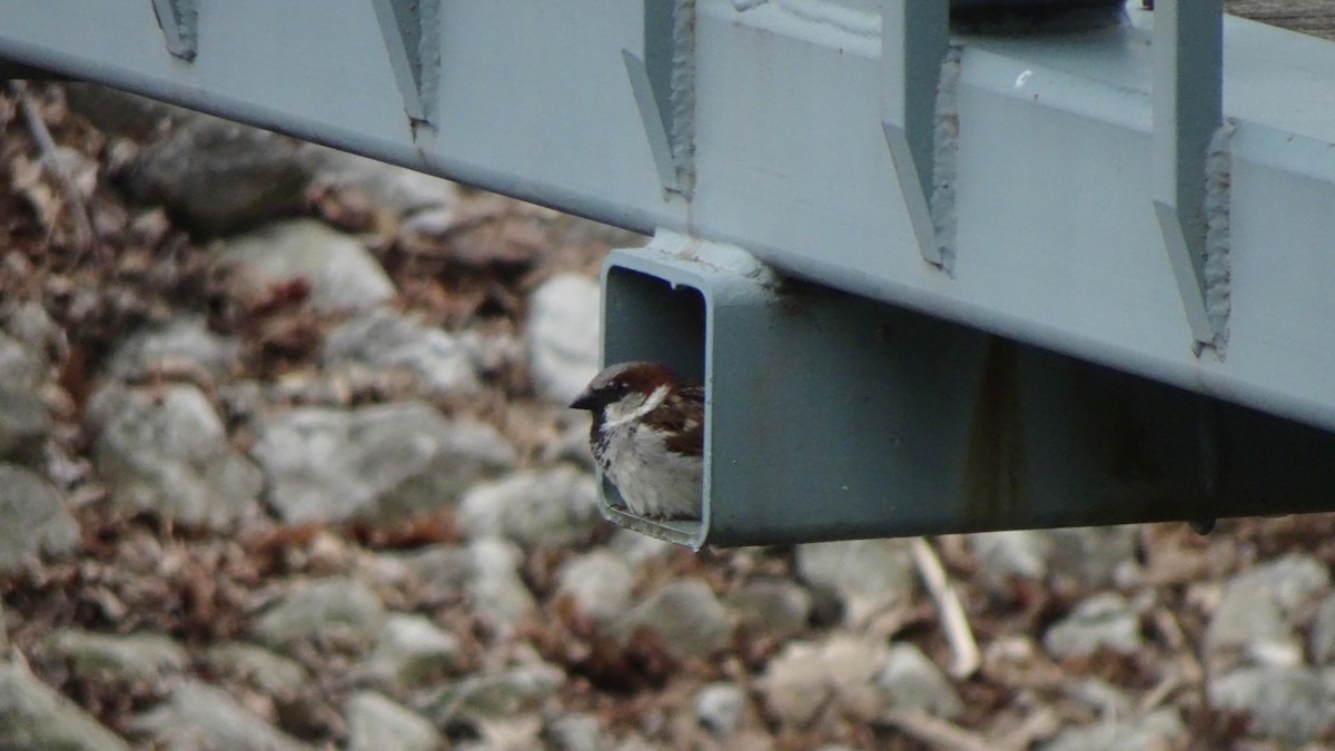House Sparrow - ML349590921