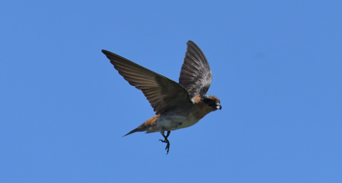 Cave Swallow (Texas) - ML349592351