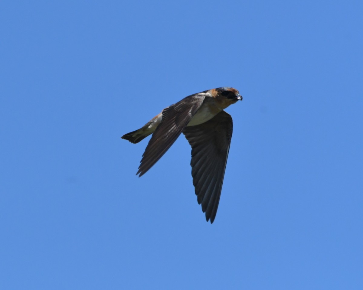Cave Swallow (Texas) - ML349592361