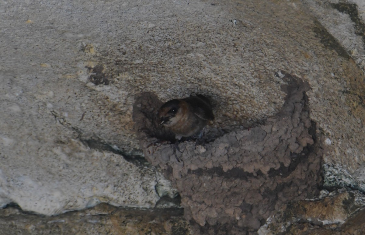 Пещерная ласточка (pallida) - ML349592381