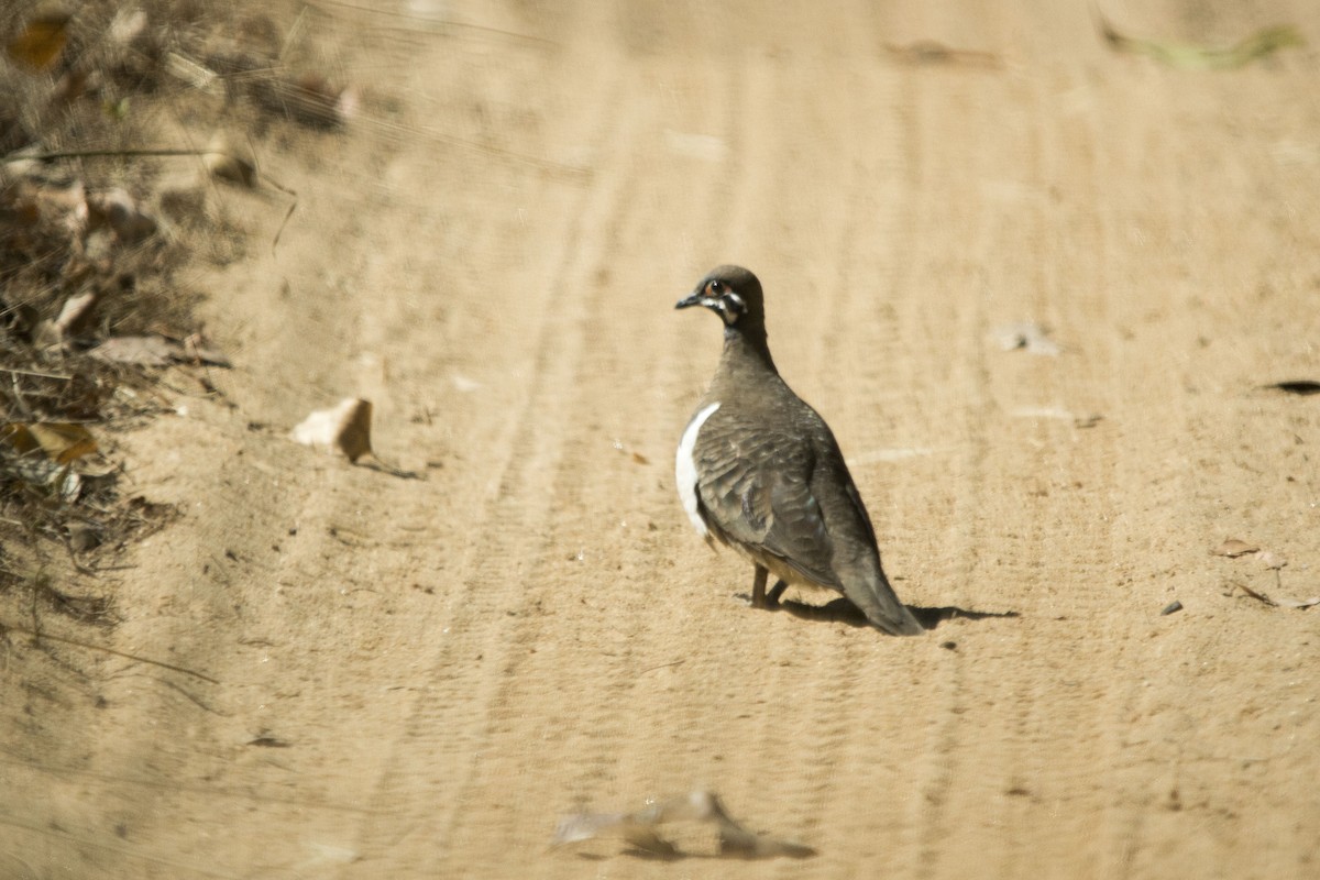 Squatter Pigeon - ML34959271