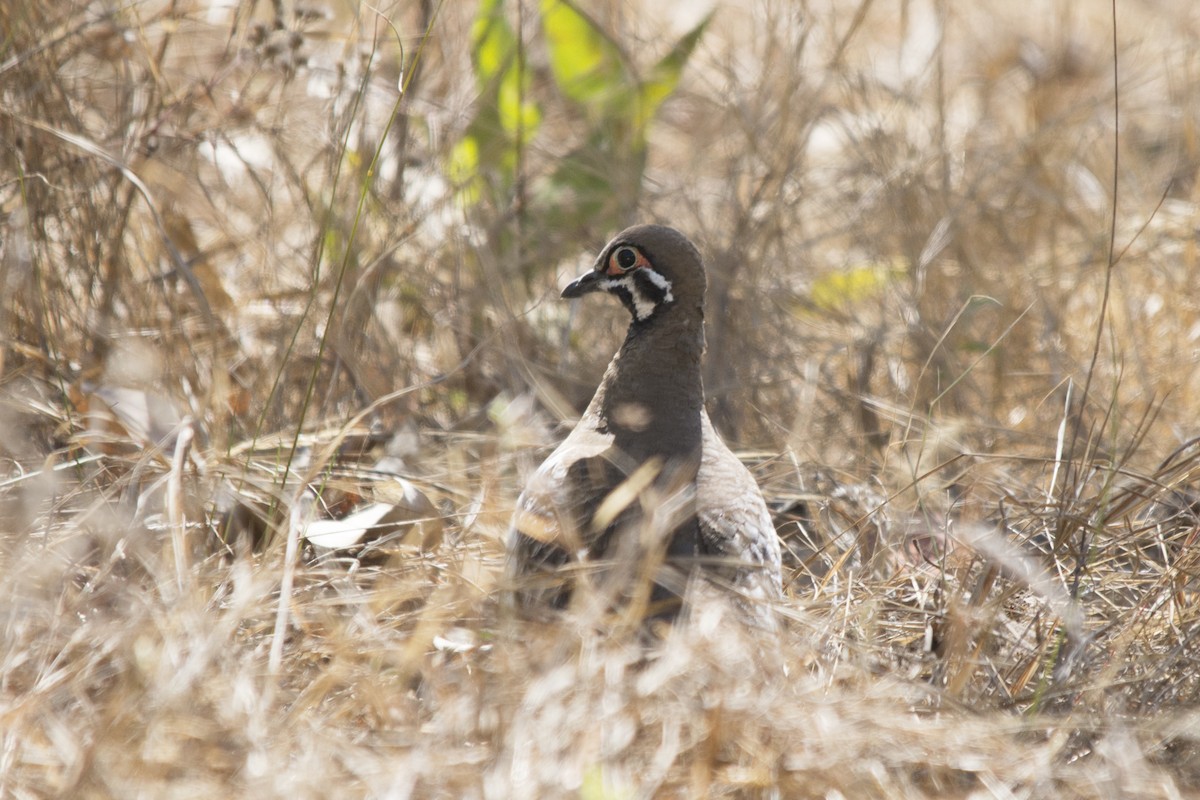 Squatter Pigeon - ML34959281