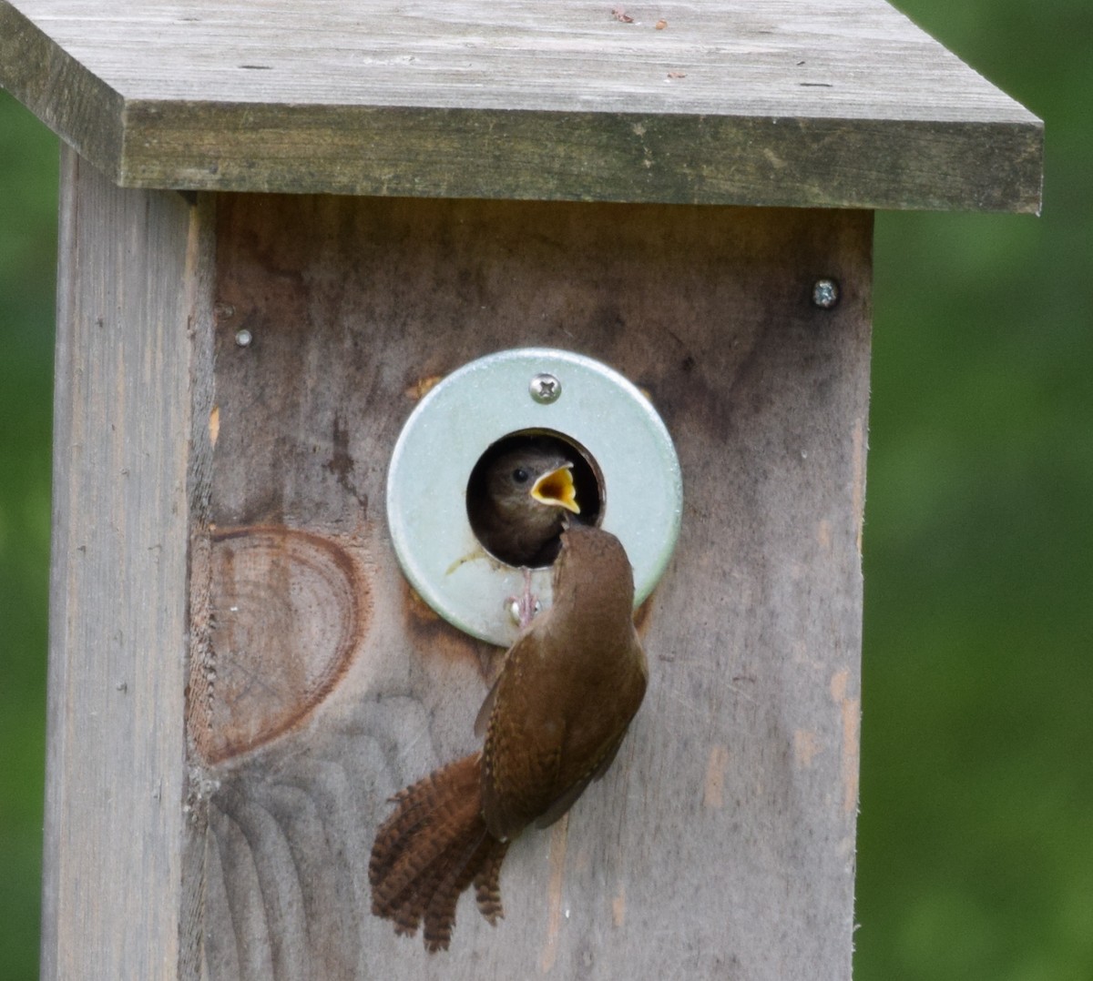 Northern House Wren - ML349595481