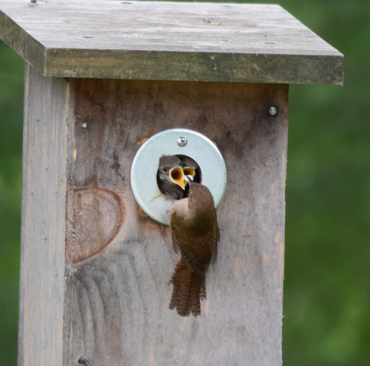 Northern House Wren - ML349595491
