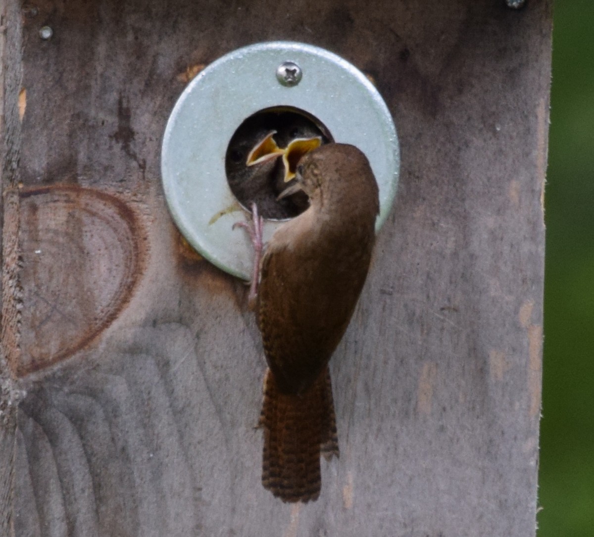 Northern House Wren - ML349595521