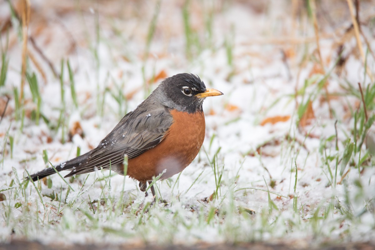 American Robin - ML349596451