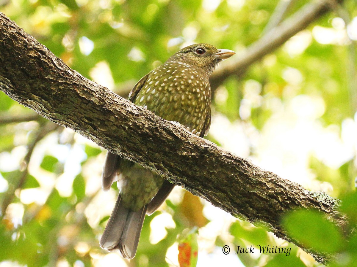 Green Catbird - ML34959701