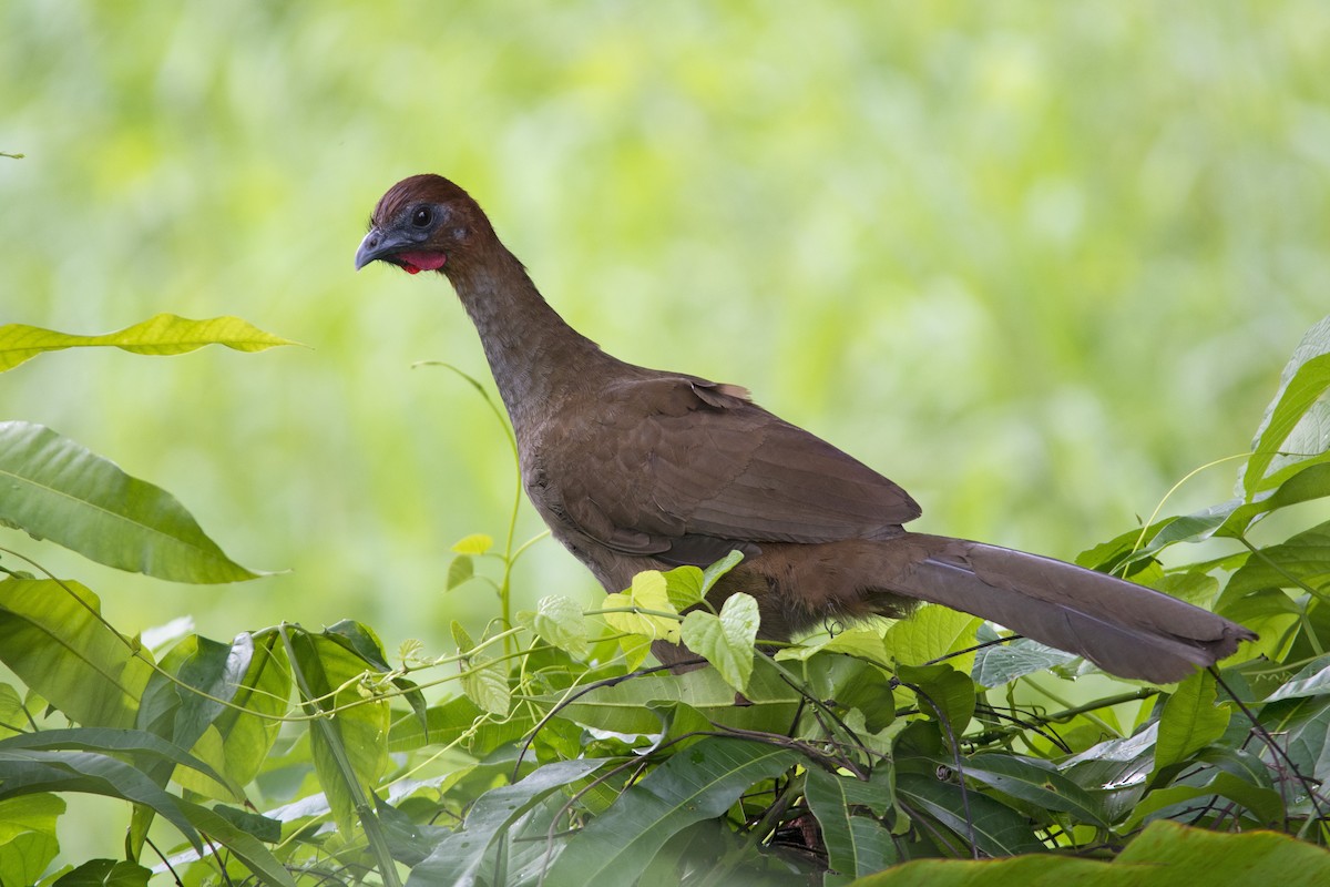 Variable Chachalaca - ML349597671