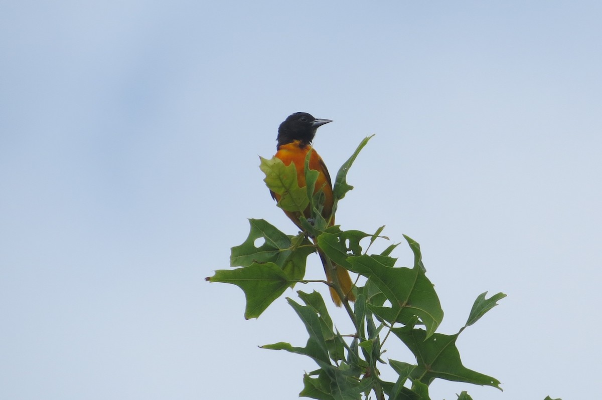 Baltimore Oriole - ML349600521