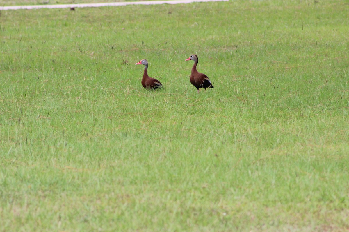 Black-bellied Whistling-Duck - ML349602381