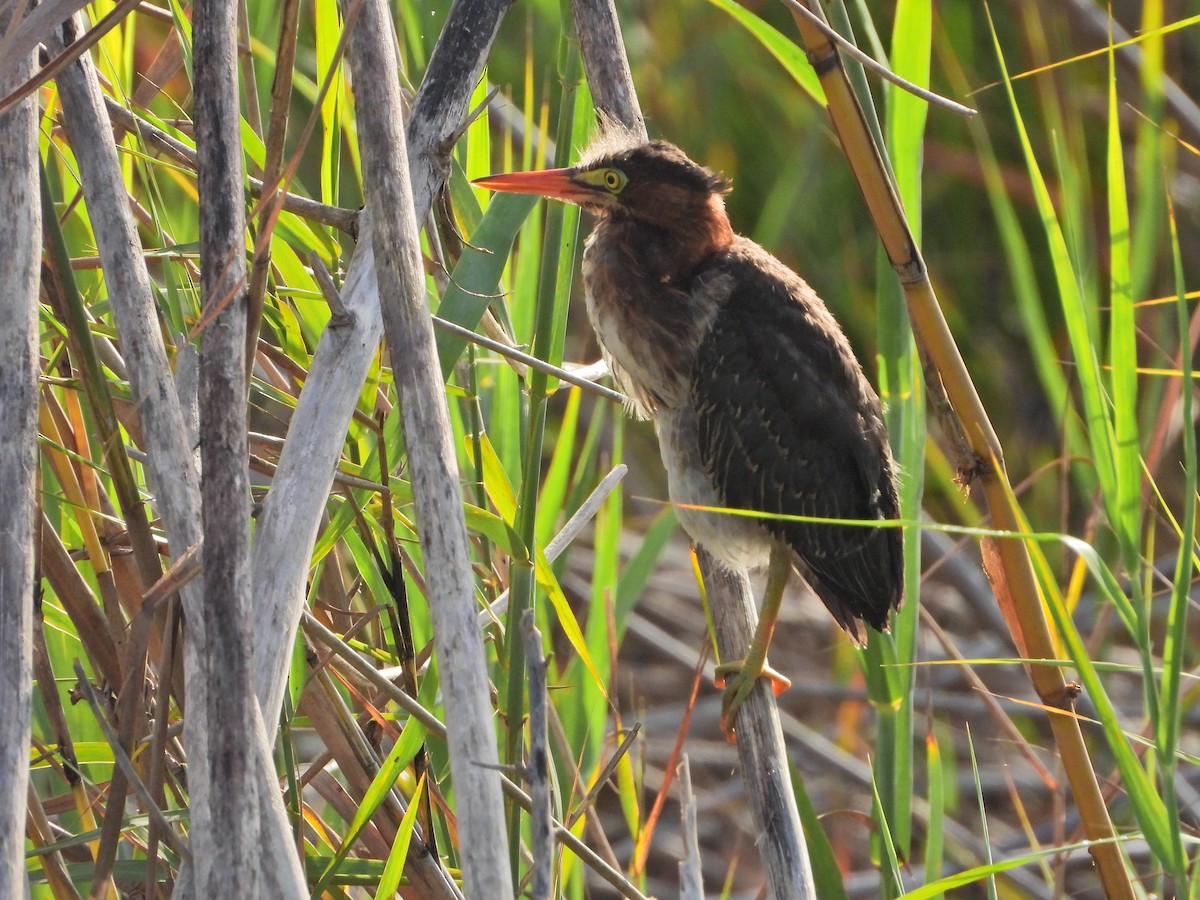 Green Heron - ML349602841