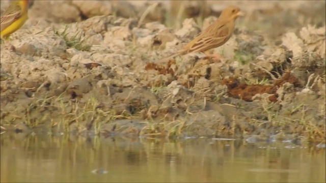 Red-headed Bunting - ML349602861