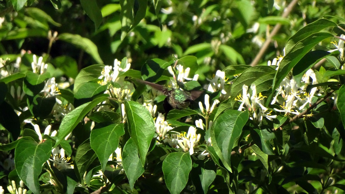 Ruby-throated Hummingbird - ML349603271