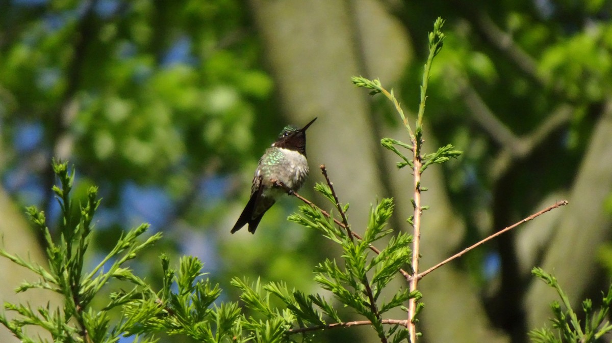 Ruby-throated Hummingbird - ML349603391