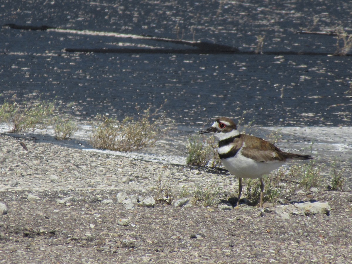 Killdeer - ML349603801