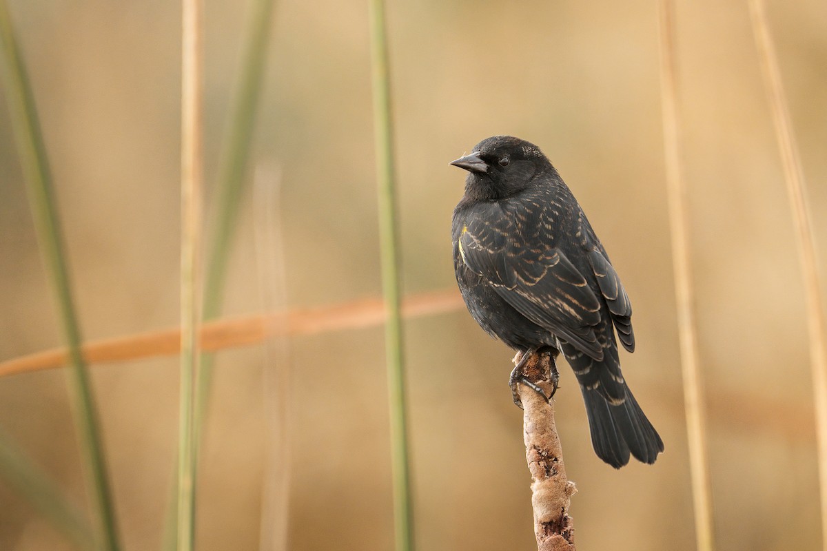 Yellow-winged Blackbird - ML349606771