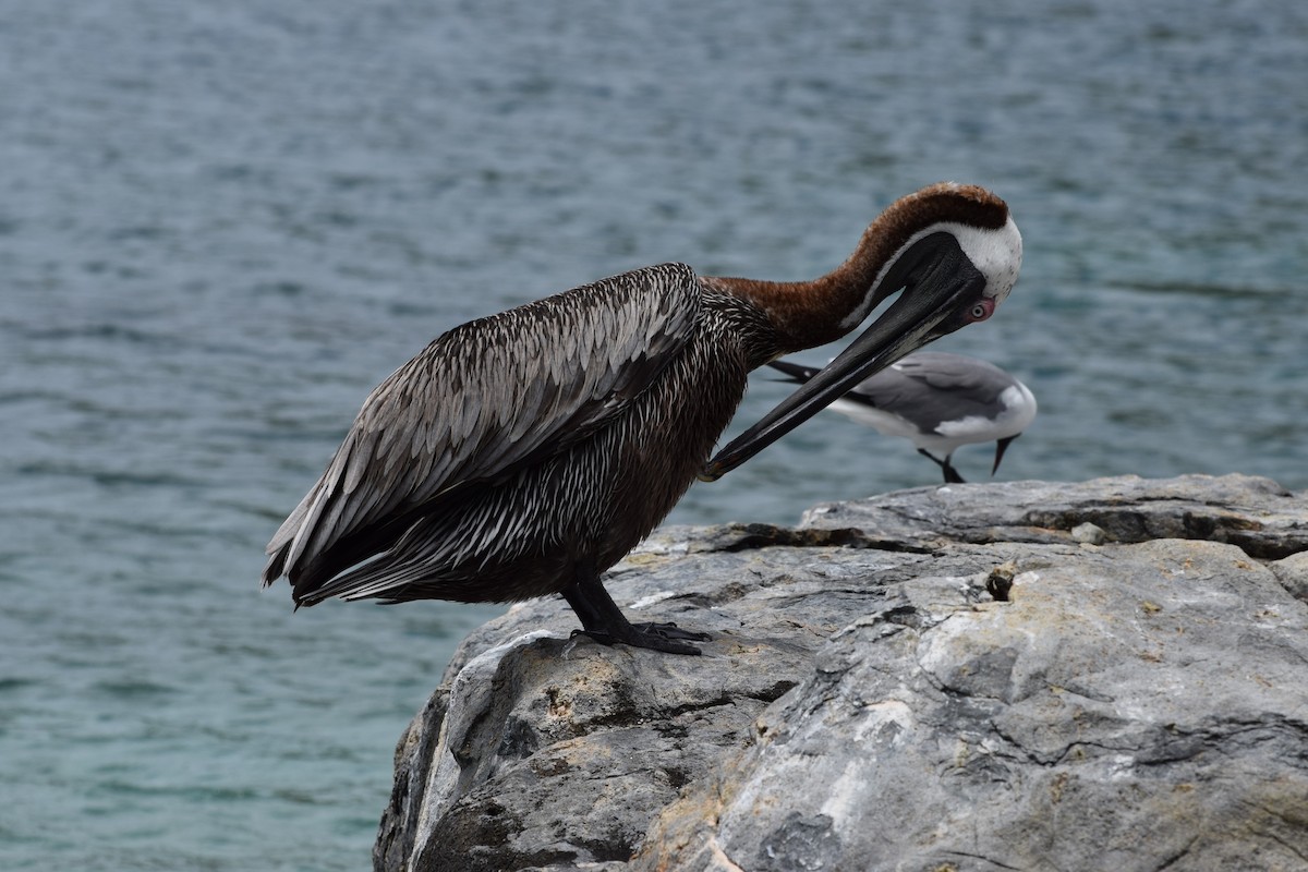 Brown Pelican - ML349606881