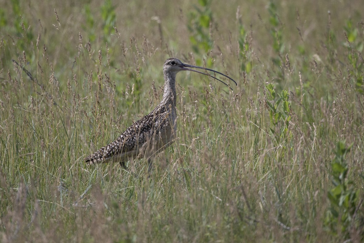 Long-billed Curlew - Colleen Childers
