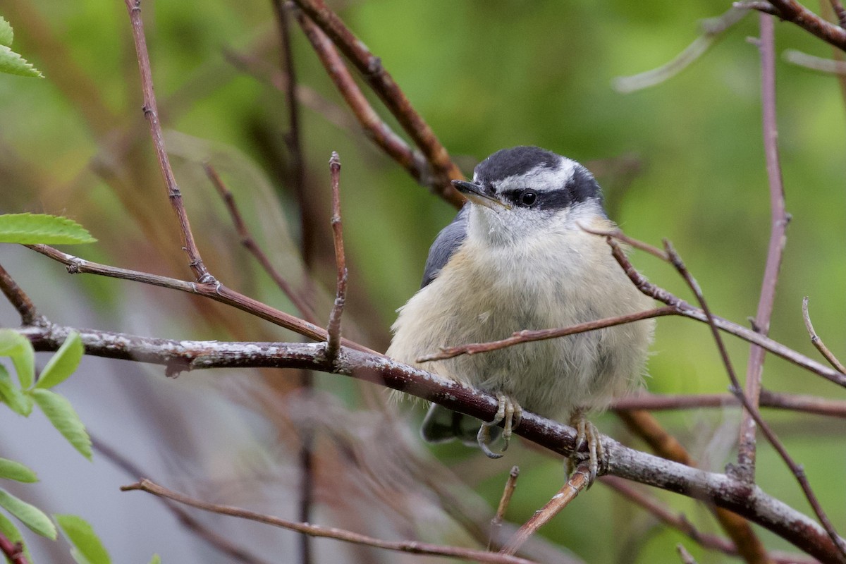 Red-breasted Nuthatch - ML349608551