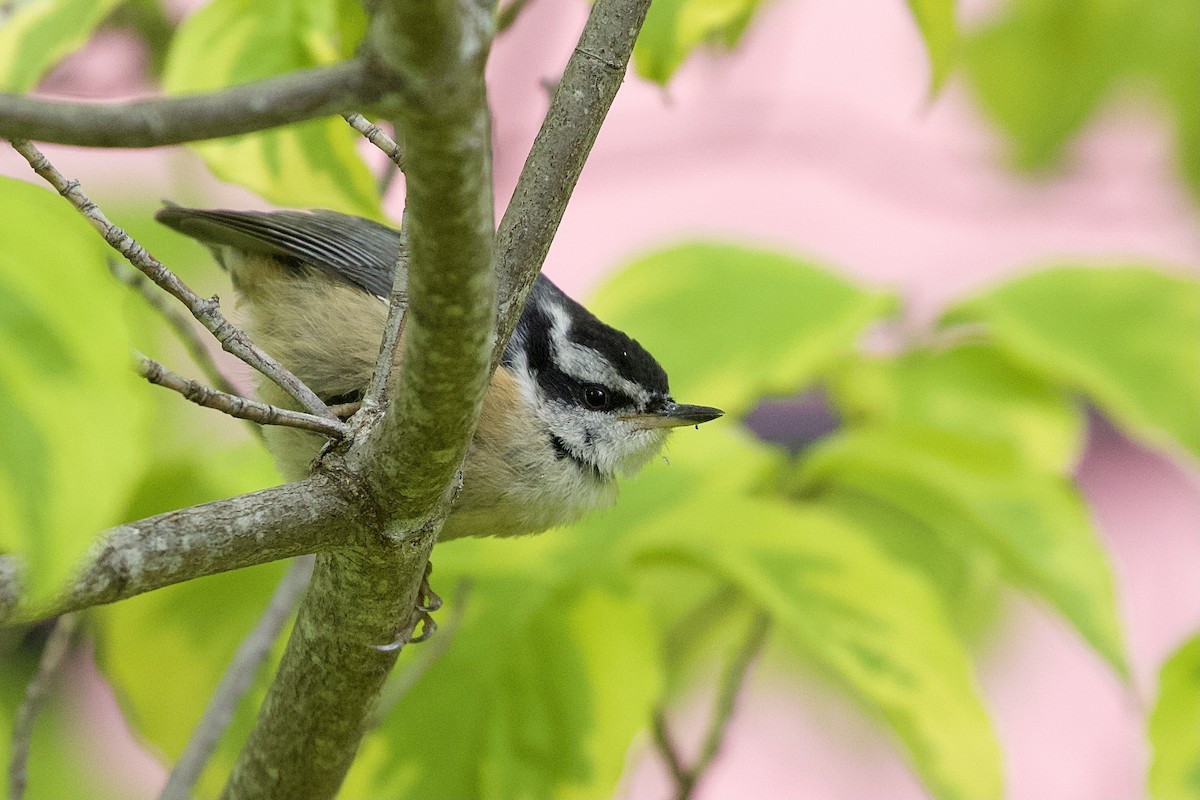 Red-breasted Nuthatch - ML349608561