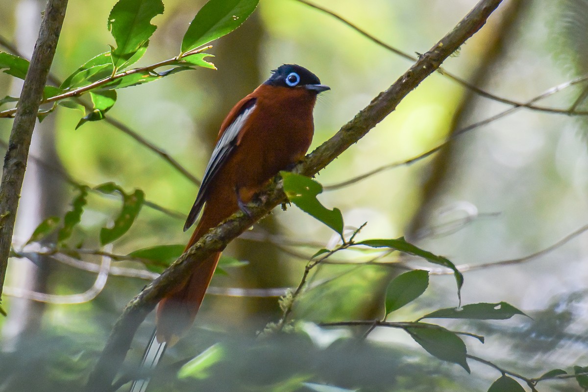 Malagasy Paradise-Flycatcher - ML349610361