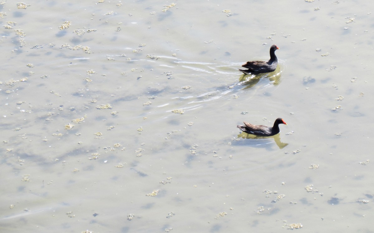 Common Gallinule - ML349611201