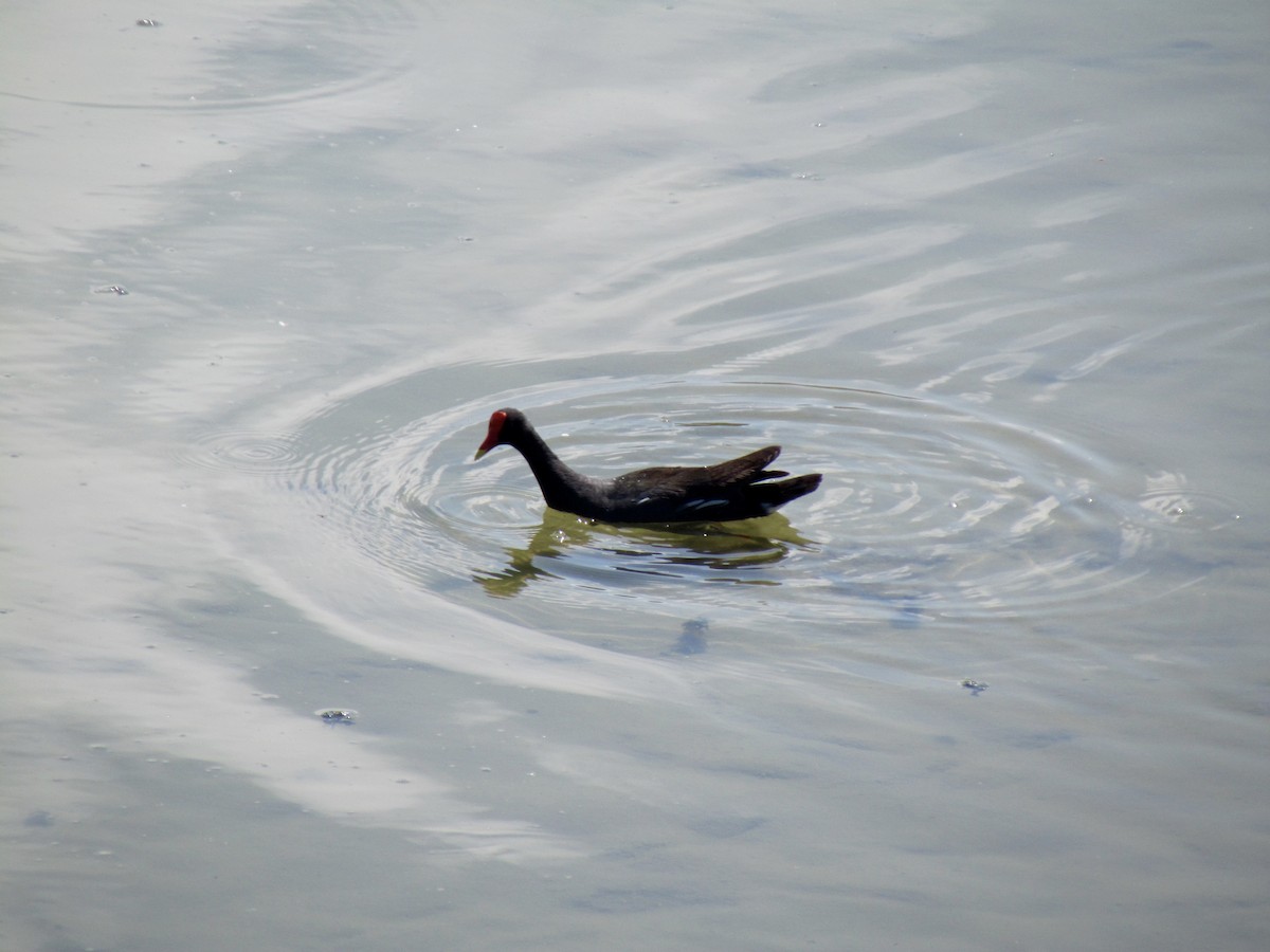 Common Gallinule - Lisa Owens