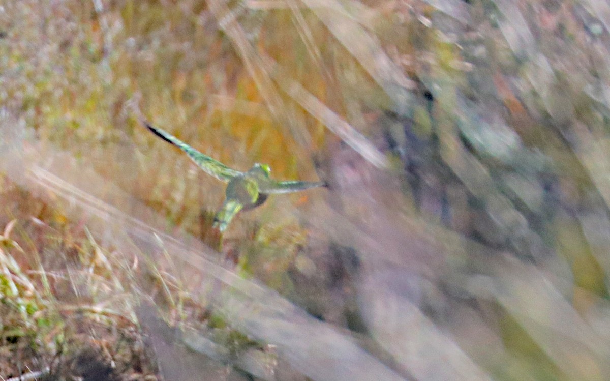 Ground Parrot (Eastern) - ML34961401