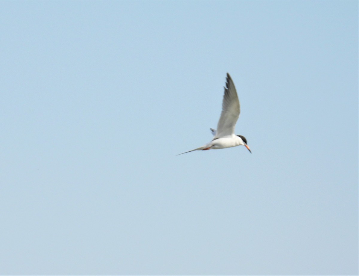 Forster's Tern - ML349615021