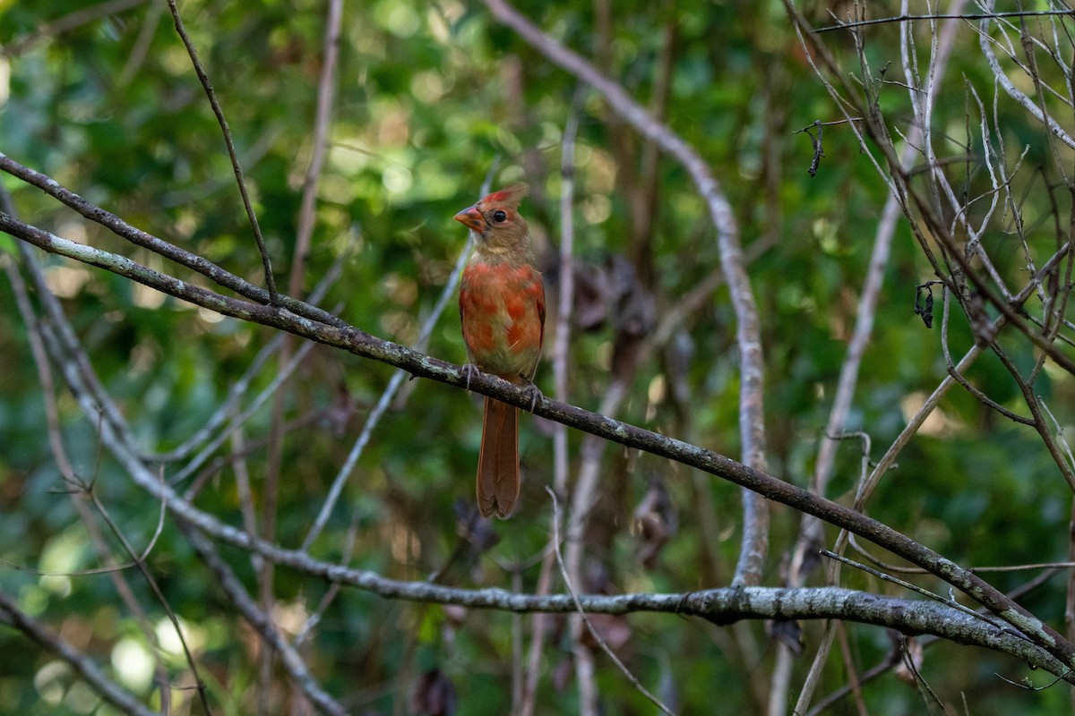 Northern Cardinal - Lorraine Morecraft