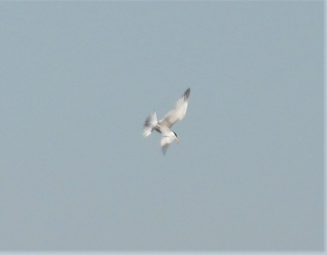 Forster's Tern - ML349615341