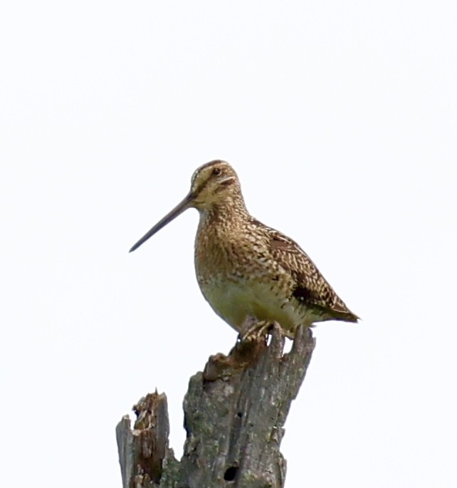 Wilson's Snipe - ML349616001
