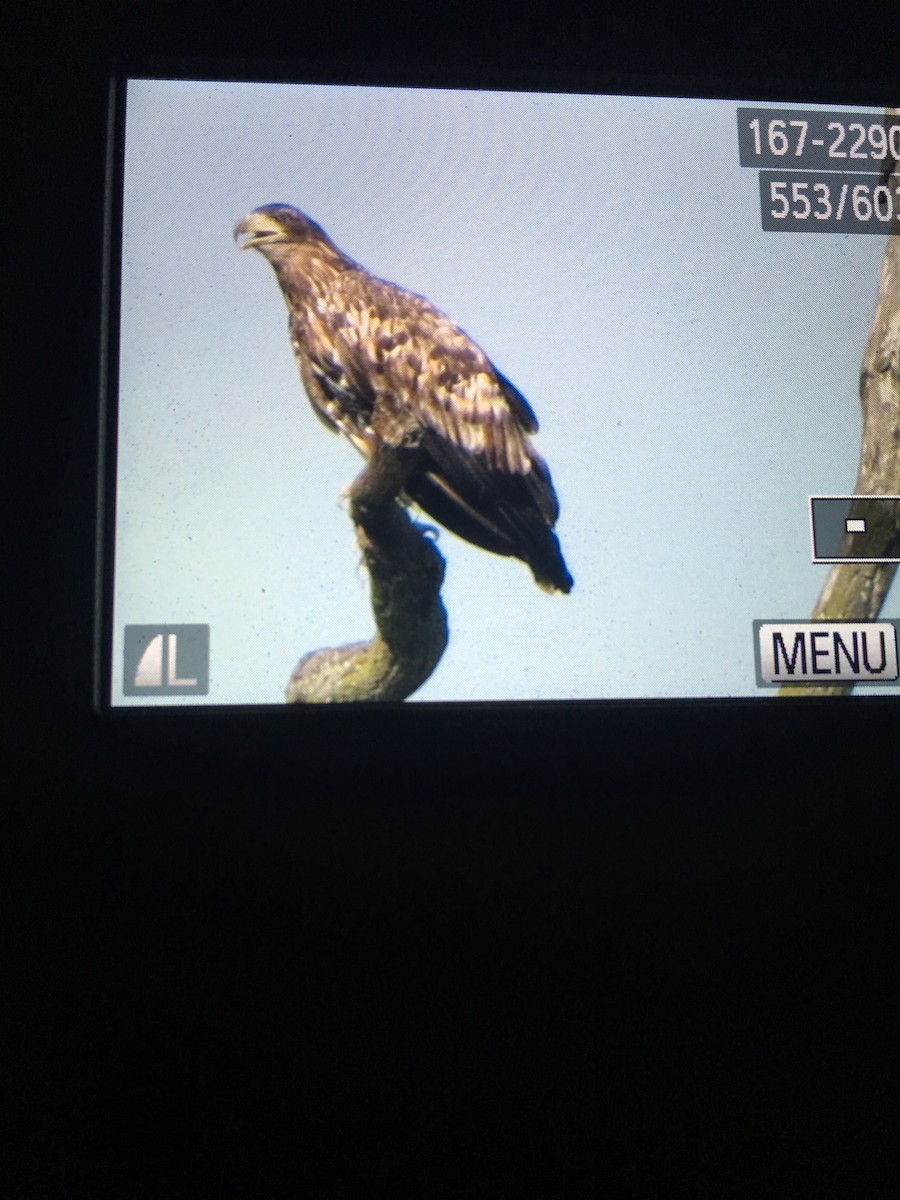 White-tailed Eagle - Richard Carlson